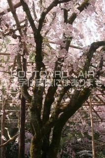 <img class='new_mark_img1' src='https://img.shop-pro.jp/img/new/icons1.gif' style='border:none;display:inline;margin:0px;padding:0px;width:auto;' />ڵԤʥݥȥɡʿ¿κսϥϤ photo by MIRO