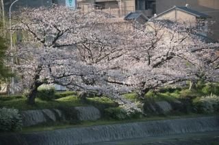 <img class='new_mark_img1' src='https://img.shop-pro.jp/img/new/icons1.gif' style='border:none;display:inline;margin:0px;padding:0px;width:auto;' />ڵԤʥݥȥɡ۵ԻԤή褤κսϥϤ photo by MIRO