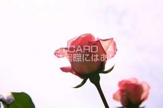 <img class='new_mark_img1' src='https://img.shop-pro.jp/img/new/icons1.gif' style='border:none;display:inline;margin:0px;padding:0px;width:auto;' />ڲ֤ʥݥȥAIRۥԥ󥯿鯥ХսϥϤ photo by MIRO