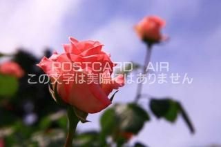 <img class='new_mark_img1' src='https://img.shop-pro.jp/img/new/icons1.gif' style='border:none;display:inline;margin:0px;padding:0px;width:auto;' />ڲ֤ʥݥȥAIRۥԥ󥯿鯥ХսϥϤ photo by MIRO