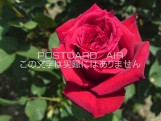 <img class='new_mark_img1' src='https://img.shop-pro.jp/img/new/icons1.gif' style='border:none;display:inline;margin:0px;padding:0px;width:auto;' />ڲ֤ʥݥȥAIRֿ鯥ХսϥϤ photo by MIRO