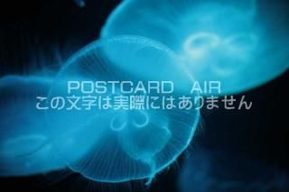 <img class='new_mark_img1' src='https://img.shop-pro.jp/img/new/icons1.gif' style='border:none;display:inline;margin:0px;padding:0px;width:auto;' />ʪΥݥȥAIRۥ饲սϥϤ photo by MIRO