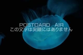 <img class='new_mark_img1' src='https://img.shop-pro.jp/img/new/icons1.gif' style='border:none;display:inline;margin:0px;padding:0px;width:auto;' />ʪΥݥȥAIRۥ饲սϥϤ photo by MIRO