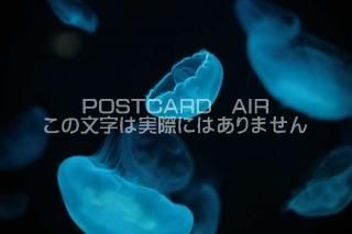 <img class='new_mark_img1' src='https://img.shop-pro.jp/img/new/icons1.gif' style='border:none;display:inline;margin:0px;padding:0px;width:auto;' />ʪΥݥȥAIRۥ饲սϥϤ photo by MIRO