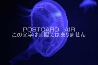 <img class='new_mark_img1' src='https://img.shop-pro.jp/img/new/icons1.gif' style='border:none;display:inline;margin:0px;padding:0px;width:auto;' />ʪΥݥȥAIRۥ饲սϥϤ photo by MIRO