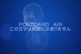 <img class='new_mark_img1' src='https://img.shop-pro.jp/img/new/icons1.gif' style='border:none;display:inline;margin:0px;padding:0px;width:auto;' />ʪΥݥȥAIRۥ饲սϥϤ photo by MIRO