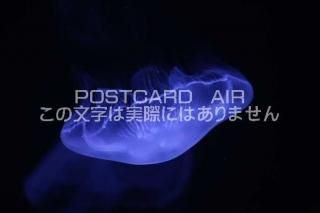 <img class='new_mark_img1' src='https://img.shop-pro.jp/img/new/icons1.gif' style='border:none;display:inline;margin:0px;padding:0px;width:auto;' />ʪΥݥȥAIRۥ饲սϥϤ photo by MIRO