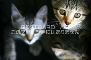 <img class='new_mark_img1' src='https://img.shop-pro.jp/img/new/icons1.gif' style='border:none;display:inline;margin:0px;padding:0px;width:auto;' />ưʪΥݥȥAIRƤФƤǭսϥϤ photo by MIRO