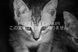 <img class='new_mark_img1' src='https://img.shop-pro.jp/img/new/icons1.gif' style='border:none;display:inline;margin:0px;padding:0px;width:auto;' />ưʪΥݥȥAIRۻǭˤսϥϤ photo by MIRO