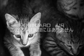 <img class='new_mark_img1' src='https://img.shop-pro.jp/img/new/icons1.gif' style='border:none;display:inline;margin:0px;padding:0px;width:auto;' />ưʪΥݥȥAIRۻǭˤսϥϤ photo by MIRO