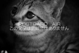 <img class='new_mark_img1' src='https://img.shop-pro.jp/img/new/icons1.gif' style='border:none;display:inline;margin:0px;padding:0px;width:auto;' />ưʪΥݥȥAIRۻǭˤսϥϤ photo by MIRO