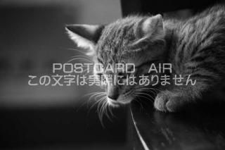 <img class='new_mark_img1' src='https://img.shop-pro.jp/img/new/icons1.gif' style='border:none;display:inline;margin:0px;padding:0px;width:auto;' />ưʪΥݥȥAIRۻǭˤսϥϤ photo by MIRO