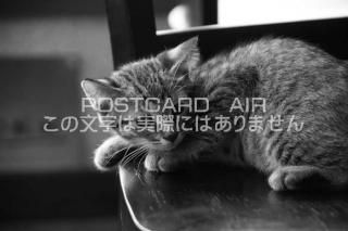 <img class='new_mark_img1' src='https://img.shop-pro.jp/img/new/icons1.gif' style='border:none;display:inline;margin:0px;padding:0px;width:auto;' />ưʪΥݥȥAIRۻǭˤսϥϤ photo by MIRO