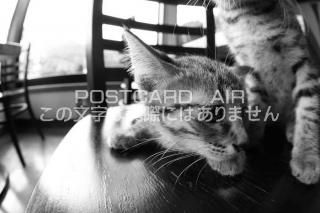 <img class='new_mark_img1' src='https://img.shop-pro.jp/img/new/icons1.gif' style='border:none;display:inline;margin:0px;padding:0px;width:auto;' />ưʪΥݥȥAIRۻǭսϥϤ photo by MIRO