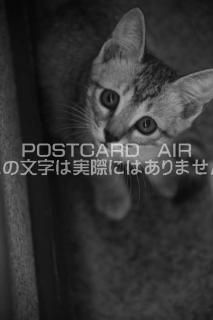 <img class='new_mark_img1' src='https://img.shop-pro.jp/img/new/icons1.gif' style='border:none;display:inline;margin:0px;padding:0px;width:auto;' />ưʪΥݥȥAIR۸夲ǭˤսϥϤ photo by MIRO