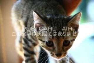 <img class='new_mark_img1' src='https://img.shop-pro.jp/img/new/icons1.gif' style='border:none;display:inline;margin:0px;padding:0px;width:auto;' />ưʪΥݥȥAIRۻǭսϥϤ photo by MIRO