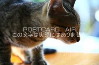 <img class='new_mark_img1' src='https://img.shop-pro.jp/img/new/icons1.gif' style='border:none;display:inline;margin:0px;padding:0px;width:auto;' />ưʪΥݥȥAIRۻǭսϥϤ photo by MIRO