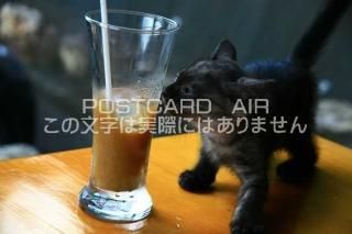 <img class='new_mark_img1' src='https://img.shop-pro.jp/img/new/icons1.gif' style='border:none;display:inline;margin:0px;padding:0px;width:auto;' />ưʪΥݥȥAIRۥ饹ȻǭսϥϤ photo by MIRO