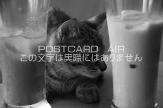 <img class='new_mark_img1' src='https://img.shop-pro.jp/img/new/icons1.gif' style='border:none;display:inline;margin:0px;padding:0px;width:auto;' />ưʪΥݥȥAIRۥ饹Ȼǭս˥ϥϤ photo by MIRO