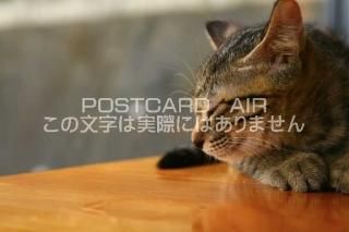 <img class='new_mark_img1' src='https://img.shop-pro.jp/img/new/icons1.gif' style='border:none;display:inline;margin:0px;padding:0px;width:auto;' />ưʪΥݥȥAIRۻǭսϥϤ photo by MIRO