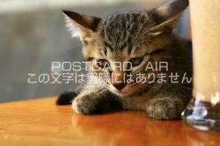 <img class='new_mark_img1' src='https://img.shop-pro.jp/img/new/icons1.gif' style='border:none;display:inline;margin:0px;padding:0px;width:auto;' />ưʪΥݥȥAIRۻǭսϥϤ photo by MIRO
