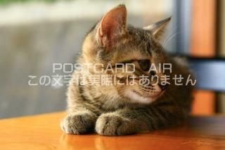 <img class='new_mark_img1' src='https://img.shop-pro.jp/img/new/icons1.gif' style='border:none;display:inline;margin:0px;padding:0px;width:auto;' />ưʪΥݥȥAIRۻǭսϥϤ photo by MIRO