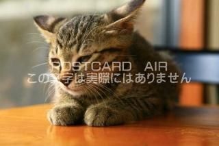 <img class='new_mark_img1' src='https://img.shop-pro.jp/img/new/icons1.gif' style='border:none;display:inline;margin:0px;padding:0px;width:auto;' />ưʪΥݥȥAIRۻǭսϥϤ photo by MIRO