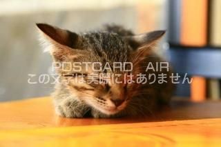 <img class='new_mark_img1' src='https://img.shop-pro.jp/img/new/icons1.gif' style='border:none;display:inline;margin:0px;padding:0px;width:auto;' />ưʪΥݥȥAIRۻǭսϥϤ photo by MIRO