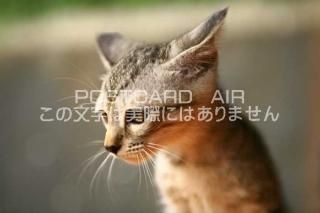 <img class='new_mark_img1' src='https://img.shop-pro.jp/img/new/icons1.gif' style='border:none;display:inline;margin:0px;padding:0px;width:auto;' />ưʪΥݥȥAIRۻǭսϥϤ photo by MIRO