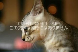 <img class='new_mark_img1' src='https://img.shop-pro.jp/img/new/icons1.gif' style='border:none;display:inline;margin:0px;padding:0px;width:auto;' />ưʪΥݥȥAIRۻǭսϥϤ photo by MIRO