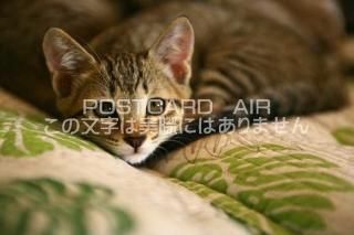 <img class='new_mark_img1' src='https://img.shop-pro.jp/img/new/icons1.gif' style='border:none;display:inline;margin:0px;padding:0px;width:auto;' />ưʪΥݥȥAIRۿƤǭսϥϤ photo by MIRO