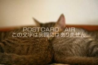 <img class='new_mark_img1' src='https://img.shop-pro.jp/img/new/icons1.gif' style='border:none;display:inline;margin:0px;padding:0px;width:auto;' />ưʪΥݥȥAIRۿƤǭսϥϤ photo by MIRO