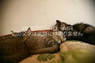 <img class='new_mark_img1' src='https://img.shop-pro.jp/img/new/icons1.gif' style='border:none;display:inline;margin:0px;padding:0px;width:auto;' />ưʪΥݥȥAIRۿƤǭսϥϤ photo by MIRO
