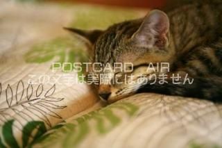 <img class='new_mark_img1' src='https://img.shop-pro.jp/img/new/icons1.gif' style='border:none;display:inline;margin:0px;padding:0px;width:auto;' />ưʪΥݥȥAIRۿƤǭսϥϤ photo by MIRO