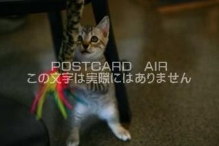 <img class='new_mark_img1' src='https://img.shop-pro.jp/img/new/icons1.gif' style='border:none;display:inline;margin:0px;padding:0px;width:auto;' />ưʪΥݥȥAIRۻǭսϥϤ photo by MIRO