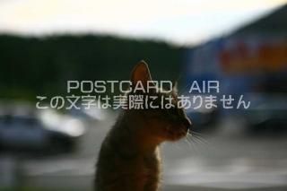 <img class='new_mark_img1' src='https://img.shop-pro.jp/img/new/icons1.gif' style='border:none;display:inline;margin:0px;padding:0px;width:auto;' />ưʪΥݥȥAIRۻǭսϥϤ photo by MIRO