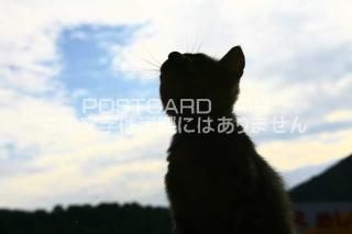 <img class='new_mark_img1' src='https://img.shop-pro.jp/img/new/icons1.gif' style='border:none;display:inline;margin:0px;padding:0px;width:auto;' />ưʪΥݥȥAIRۻǭսϥϤ photo by MIRO