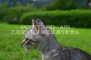 <img class='new_mark_img1' src='https://img.shop-pro.jp/img/new/icons1.gif' style='border:none;display:inline;margin:0px;padding:0px;width:auto;' />ưʪΥݥȥAIRۻǭսϥϤ photo by MIRO