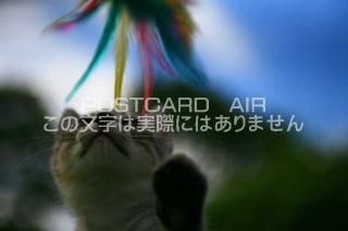 <img class='new_mark_img1' src='https://img.shop-pro.jp/img/new/icons1.gif' style='border:none;display:inline;margin:0px;padding:0px;width:auto;' />ưʪΥݥȥAIRǭ餷ͷֻǭսϥϤ photo by MIRO