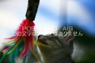 <img class='new_mark_img1' src='https://img.shop-pro.jp/img/new/icons1.gif' style='border:none;display:inline;margin:0px;padding:0px;width:auto;' />ưʪΥݥȥAIRǭ餷ͷֻǭսϥϤ photo by MIRO