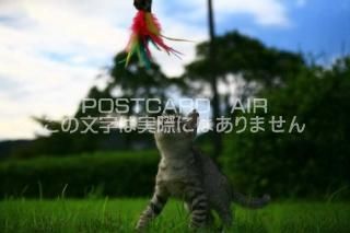 <img class='new_mark_img1' src='https://img.shop-pro.jp/img/new/icons1.gif' style='border:none;display:inline;margin:0px;padding:0px;width:auto;' />ưʪΥݥȥAIRۻǭսϥϤ photo by MIRO