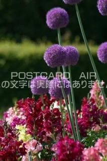 <img class='new_mark_img1' src='https://img.shop-pro.jp/img/new/icons1.gif' style='border:none;display:inline;margin:0px;padding:0px;width:auto;' />ڲ֤ΥݥȥAIRۥꥦ८ƥսϥϤ photo by MIRO