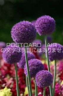 <img class='new_mark_img1' src='https://img.shop-pro.jp/img/new/icons1.gif' style='border:none;display:inline;margin:0px;padding:0px;width:auto;' />ڲ֤ΥݥȥAIRۥꥦ८ƥսϥϤ photo by MIRO