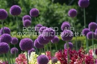 <img class='new_mark_img1' src='https://img.shop-pro.jp/img/new/icons1.gif' style='border:none;display:inline;margin:0px;padding:0px;width:auto;' />ڲ֤ΥݥȥAIRۥꥦ८ƥսϥϤ photo by MIRO