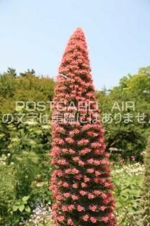 <img class='new_mark_img1' src='https://img.shop-pro.jp/img/new/icons1.gif' style='border:none;display:inline;margin:0px;padding:0px;width:auto;' />ڲ֤ΥݥȥAIRۥࡦɥ֥åƥսϥϤ photo by MIRO