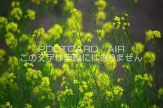 <img class='new_mark_img1' src='https://img.shop-pro.jp/img/new/icons1.gif' style='border:none;display:inline;margin:0px;padding:0px;width:auto;' />ڲ֤ΥݥȥAIRۺڤβ֤սϥϤ photo by MIRO