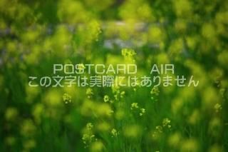 <img class='new_mark_img1' src='https://img.shop-pro.jp/img/new/icons1.gif' style='border:none;display:inline;margin:0px;padding:0px;width:auto;' />ڲ֤ΥݥȥAIRۺڤβ֤սϥϤ photo by MIRO
