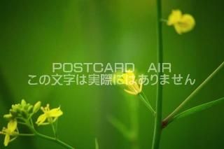<img class='new_mark_img1' src='https://img.shop-pro.jp/img/new/icons1.gif' style='border:none;display:inline;margin:0px;padding:0px;width:auto;' />ڲ֤ΥݥȥAIRۺڤβ֤սϥϤ photo by MIRO