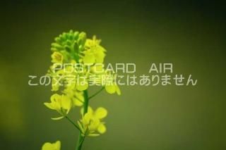<img class='new_mark_img1' src='https://img.shop-pro.jp/img/new/icons1.gif' style='border:none;display:inline;margin:0px;padding:0px;width:auto;' />ڲ֤ΥݥȥAIRۺڤβ֤սϥϤ photo by MIRO