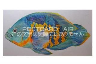 <img class='new_mark_img1' src='https://img.shop-pro.jp/img/new/icons1.gif' style='border:none;display:inline;margin:0px;padding:0px;width:auto;' />ڱɮ饹ȥݥȥɡ۵Υ饹ȡ̲-Ϥսpostcard-